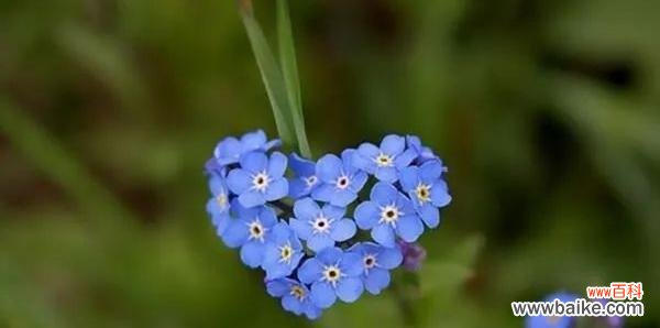解读勿忘我花语及其象征意义 勿忘我的含义与暗示