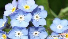解读勿忘我花语及其象征意义 勿忘我的含义与暗示