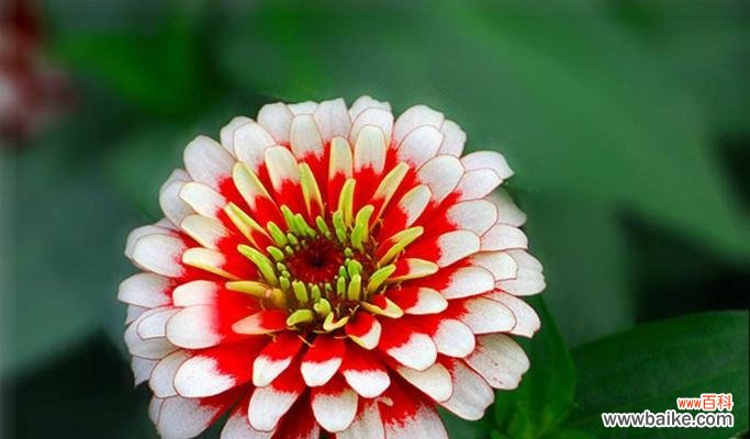 探寻夏天最美丽的花朵 夏日花海的璀璨盛景