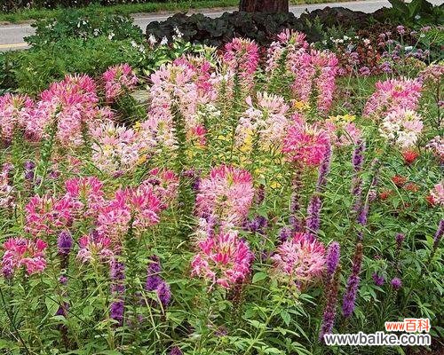 探寻夏天最美丽的花朵 夏日花海的璀璨盛景