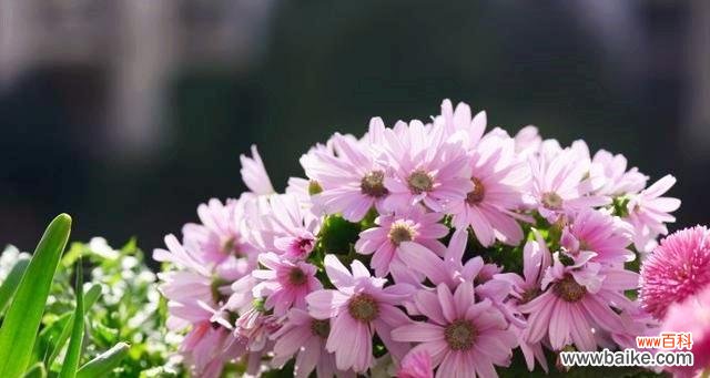 盛夏花朵的花语及其魅力 夏日花语——绽放于炎热中的美丽