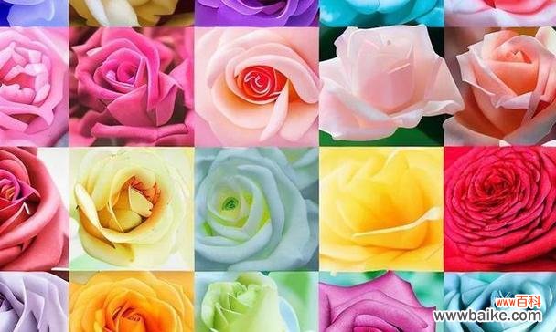 盛夏花朵的花语及其魅力 夏日花语——绽放于炎热中的美丽