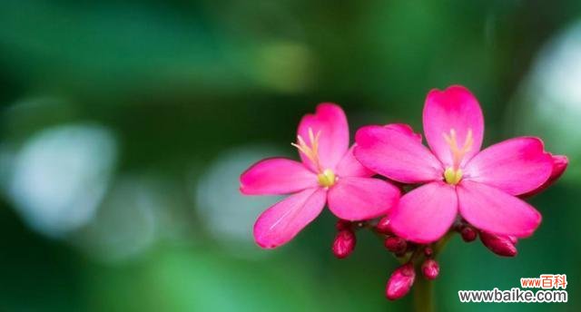 盛夏花朵的花语及其魅力 夏日花语——绽放于炎热中的美丽