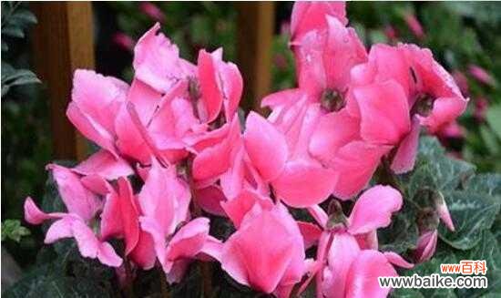 探寻仙客来花语的魅力 仙客来花语