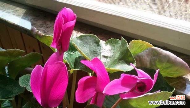 探寻仙客来花语的魅力 仙客来花语