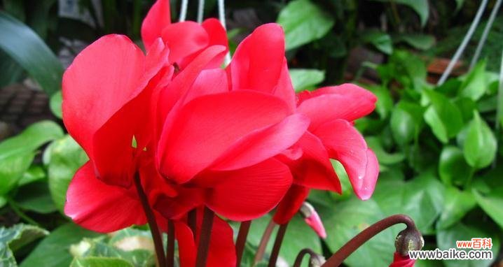 探寻仙客来花语的魅力 仙客来花语