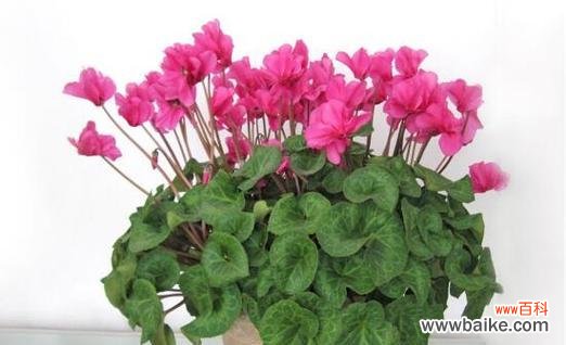 探索仙客来的寓意和象征 以仙客来