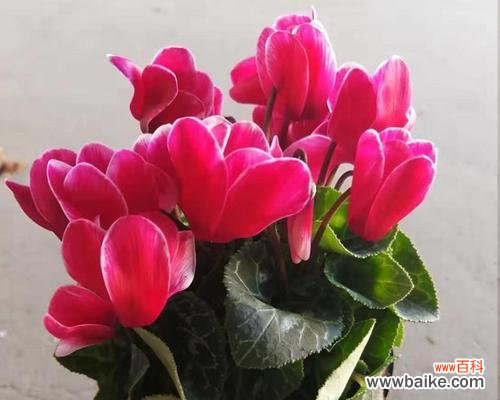 探索仙客的象征意义与文化内涵 以仙客来寓意是什么意思