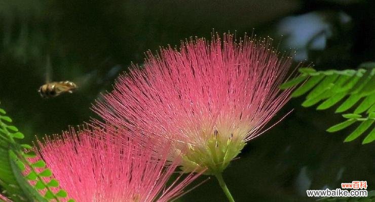 探索害羞花的神秘世界 害羞花的花语与意义