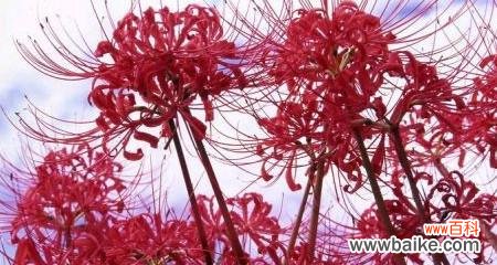 探索紫罗兰花语中黑暗的意义 黑暗的花语——以紫罗兰为主题的探索