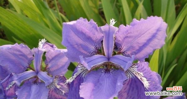 以阳光 以向日葵的花语探讨友谊之美