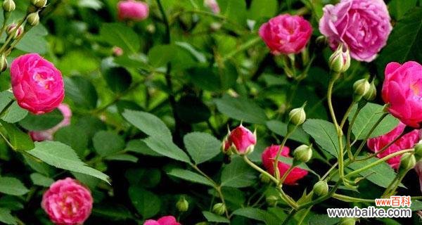 以阳光 以向日葵的花语探讨友谊之美