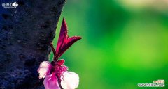 以风铃草为主题 孤独之花