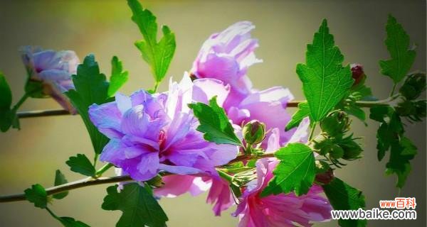 远离尘嚣 故乡情怀之牵牛花开，追寻故乡记忆