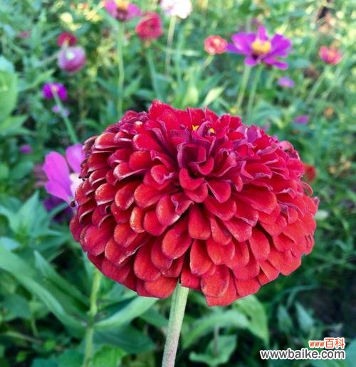 用什么花来表达我们的友谊 闺蜜友谊之花语