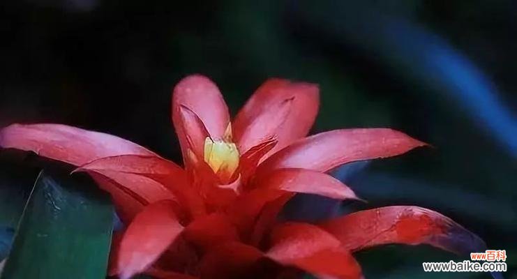 红掌花是好运之使者 好运之花——红掌花的花语