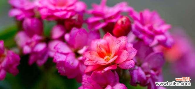 红掌花是好运之使者 好运之花——红掌花的花语