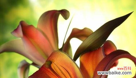 揭秘郁金香的花语 以郁金香的花语为主题的文章