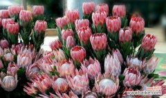 揭秘郁金香的花语 以郁金香的花语为主题的文章