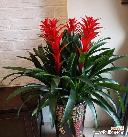 揭秘郁金香的花语 以郁金香的花语为主题的文章