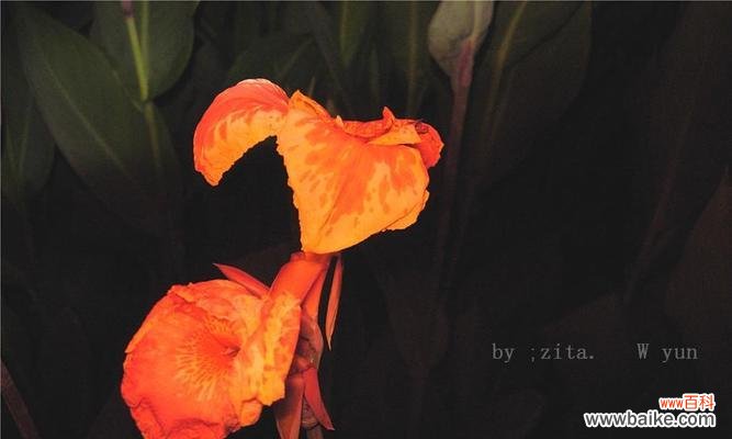 探索黑夜中蓝色妖姬花的独特花语之美 黑夜中的光明——以蓝色妖姬花的花语为主题