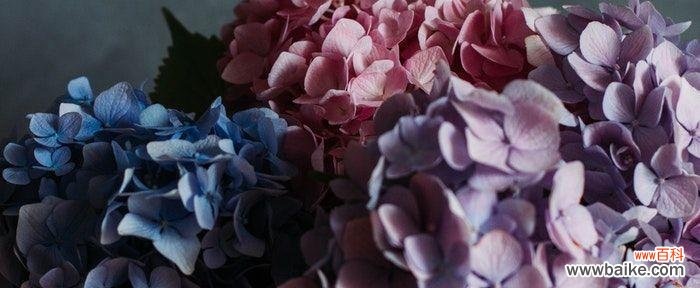 探索黑夜中蓝色妖姬花的独特花语之美 黑夜中的光明——以蓝色妖姬花的花语为主题