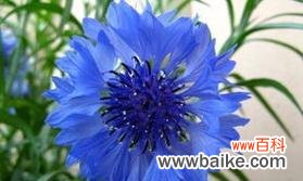 探索黑夜中蓝色妖姬花的独特花语之美 黑夜中的光明——以蓝色妖姬花的花语为主题