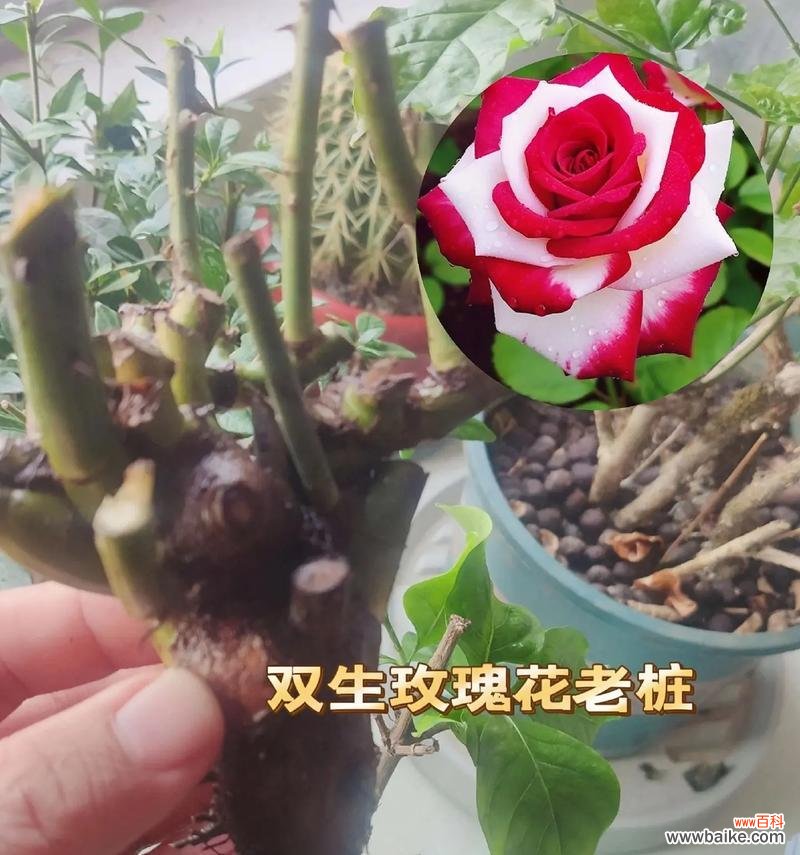 浪漫、承诺与感恩的32朵玫瑰花 32朵玫瑰花的花语解读