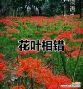 追忆岁月，挽回遗憾的机会 花开遗憾