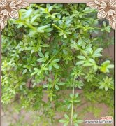 以紫菀花为例，探讨花语中的安全含义 安全花语