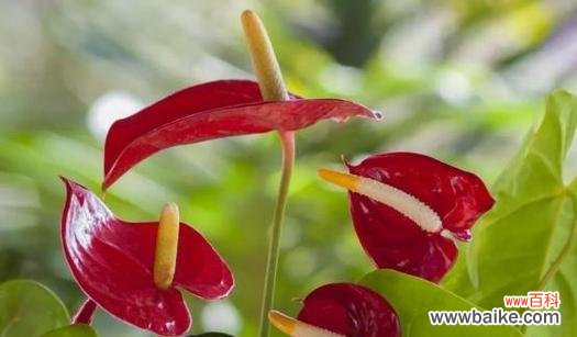 探寻那些令人向往的植物富贵之道 代表富贵的植物——奢华之象征