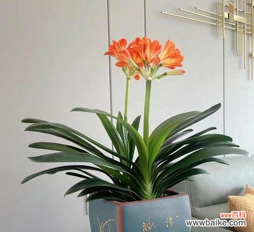 探寻那些令人向往的植物富贵之道 代表富贵的植物——奢华之象征