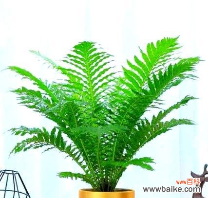 探寻那些令人向往的植物富贵之道 代表富贵的植物——奢华之象征