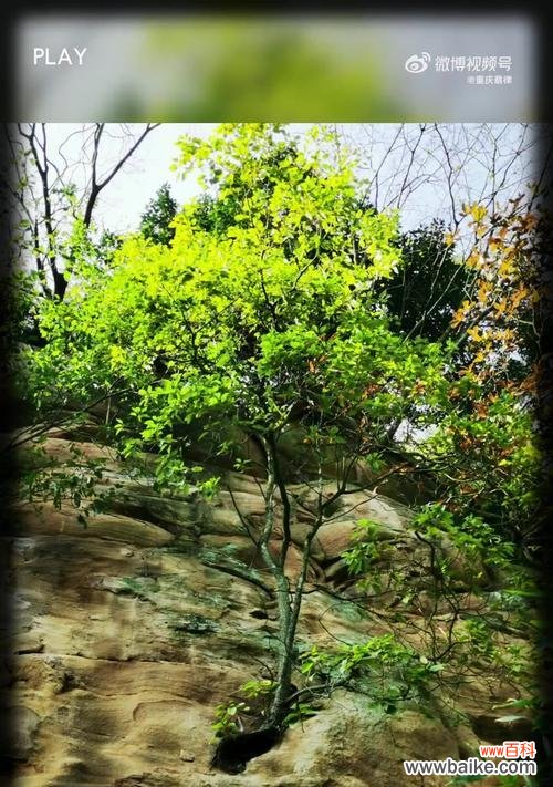 探索自然奇迹,发现生命的力量 坚韧不拔的植物世界