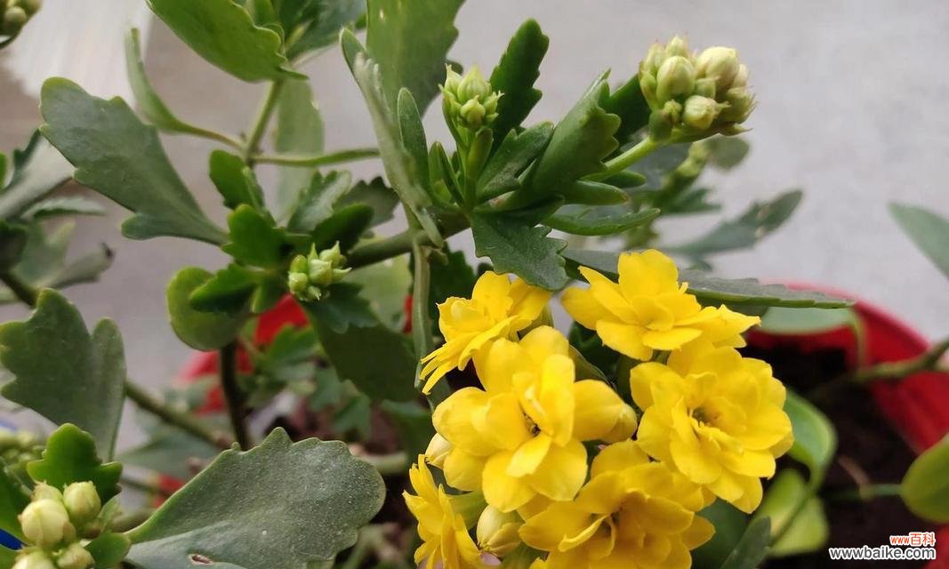 探索自然奇迹,发现生命的力量 坚韧不拔的植物世界