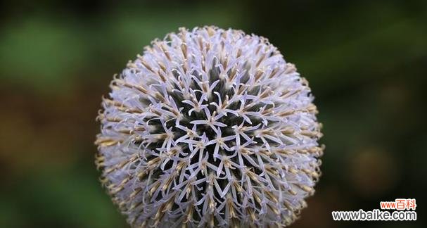 探索自然奇迹,发现生命的力量 坚韧不拔的植物世界