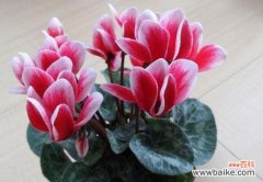 传递情感的花语 以仙客来花语——悄悄传递美好的情感