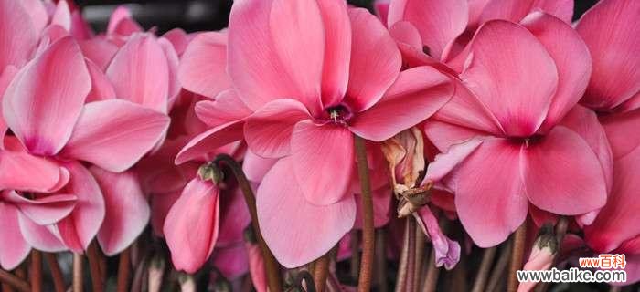 探索仙客来花语的美丽世界 仙客来花语与寓意赠予之人的选择