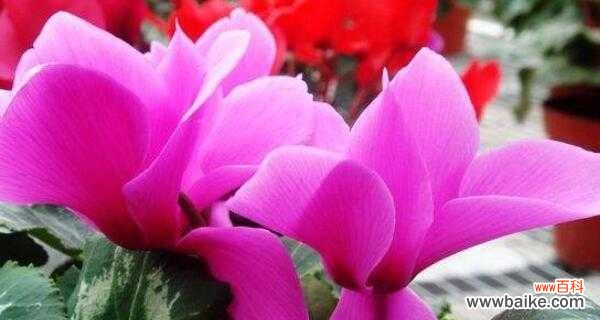 探索仙客来花语的美丽世界 仙客来花语与寓意赠予之人的选择