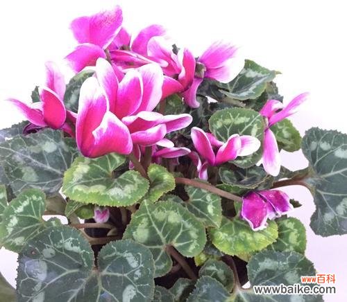 探索仙客来花语的美丽世界 仙客来花语与寓意赠予之人的选择