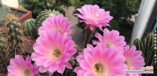 探寻仙人球花语的丰富内涵与意义 仙人球花语