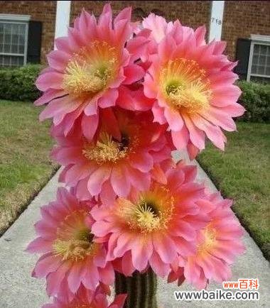 探索仙人球的花语 仙人球的花语和寓意大揭秘