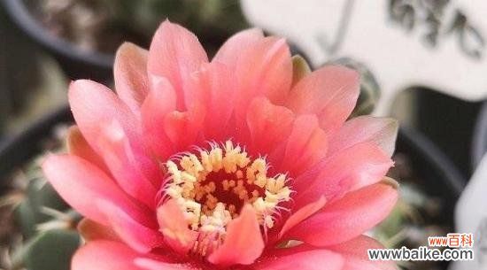 探寻仙人球开花的美丽奥秘 仙人球开花的寓意与象征