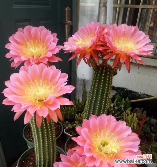 探寻仙人球开花背后的秘密与象征 仙人球开花的寓意及象征意义