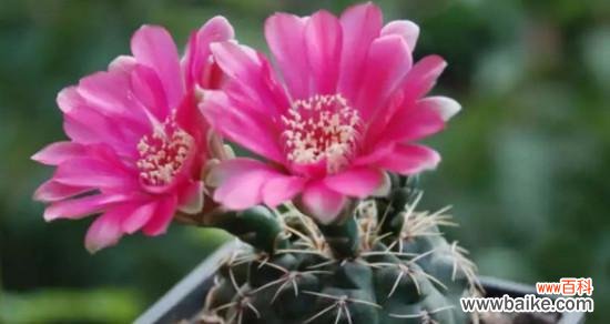 探寻仙人球开花背后的秘密与象征 仙人球开花的寓意及象征意义