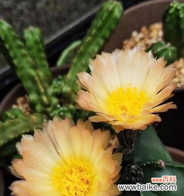 探寻仙人球开花背后的秘密与象征 仙人球开花的寓意及象征意义