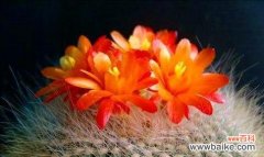 探寻仙人掌花语之美 仙人掌的隐藏花语