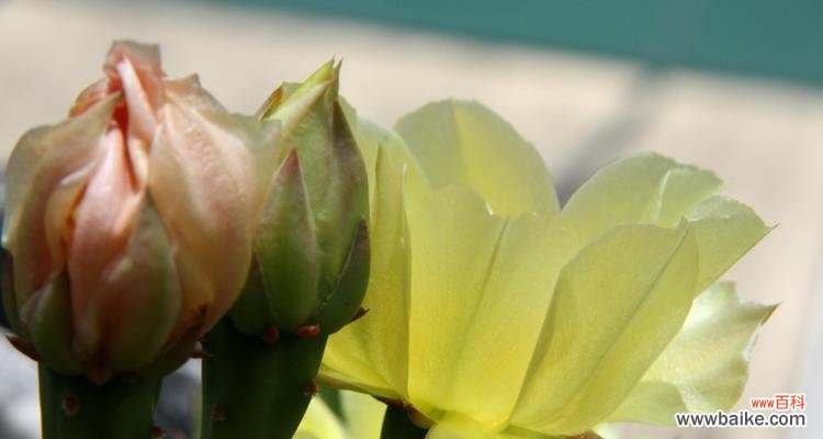 探索仙人掌花语的神秘密码与深刻寓意 仙人掌花语与寓意