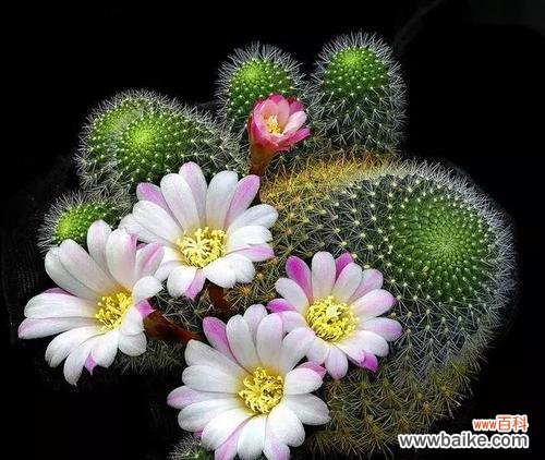 揭示仙人掌所传递的深意 仙人掌之花语