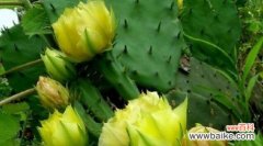 探寻仙人掌花的花语及其象征意义 仙人掌花语探秘